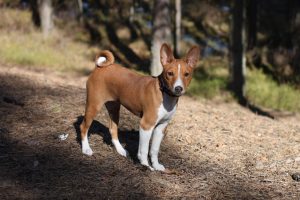 Basenji - fajta leírás, fényképek kölykök (ár, valamint a faiskolák) véleménye, „hogy mancs” (leírás) Basenji - fajta leírás, fényképek kölykök (ár, valamint a faiskolák) véleménye, „hogy mancs”