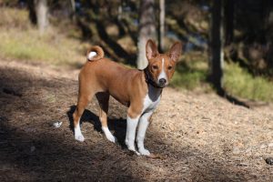 Basenji - descrierea rasei, fotografii, cățeluși (preț și pepiniere), recenzii, 