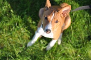 Basenji - descrierea rasei, fotografii, cățeluși (preț și pepiniere), recenzii, 