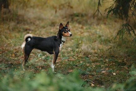 Basenji - descrierea rasei, fotografii, cățeluși (preț și pepiniere), recenzii, 