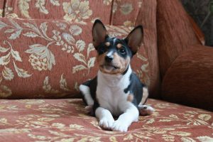 Basenji - fajta leírás, fényképek kölykök (ár, valamint a faiskolák) véleménye, „hogy mancs” (ár) Basenji - fajta leírás, fényképek kölykök (ár, valamint a faiskolák) véleménye, „hogy mancs”