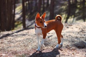 Basenji - fajta leírás, fényképek kölykök (ár, valamint a faiskolák) véleménye, „hogy mancs”