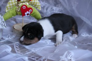 Basenji - fajta leírás, fényképek kölykök (ár, valamint a faiskolák) véleménye, „hogy mancs” (rock) Basenji - fajta leírás, fényképek kölykök (ár, valamint a faiskolák) véleménye, „hogy mancs”