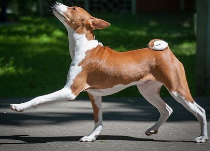 Basenji kutya kép, fajta leírás, karakter és az ár