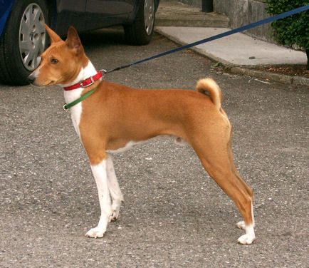 Basenji kutya kép, fajta leírás, karakter és az ár