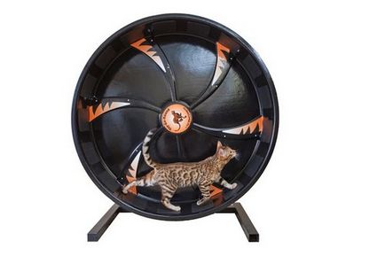 Бігове колесо для кішок де купити, як зробити самому і користь