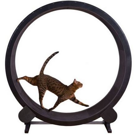 Бігове колесо для кішок де купити, як зробити самому і користь