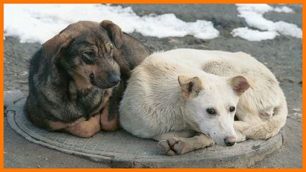 Бездомні коти і собаки