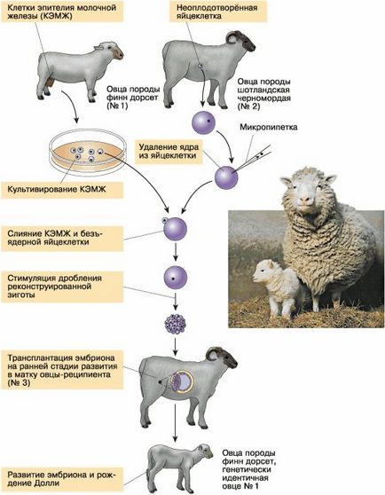 Biotehnologia realizărilor și a perspectivelor de dezvoltare