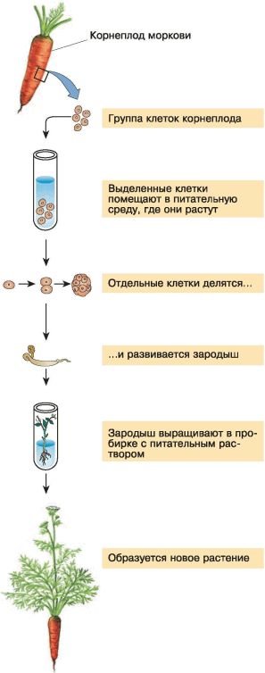 Biotehnologia realizărilor și a perspectivelor de dezvoltare