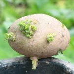 Сприятливі дні для посадки картоплі за місячним календарем