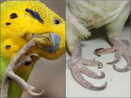 Хвороби лапок у хвилястих папуг причини і лікування