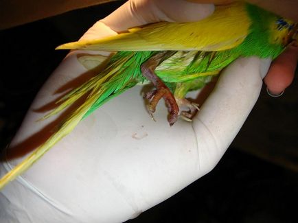 Хвороби лапок у хвилястих папуг причини і лікування