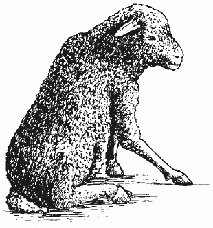 Хвороби обміну речовин овець і кіз