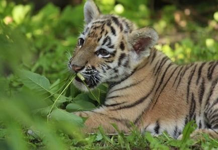 Bol-she-re-chen-zee grădina zoologică, Bolsherechye, regiunea Omsk