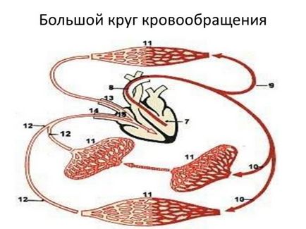 Велике коло кровообігу що це таке, опис