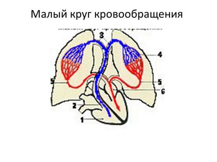 Велике коло кровообігу що це таке, опис