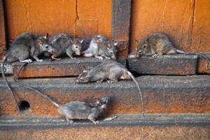 Боротьба з пацюками на підприємствах, складах, в підвалах, в квартирах, приватних будинках і на відкритих