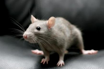 Împotriva șobolanilor la întreprinderi, depozite, subsoluri, în apartamente, case particulare și deschis