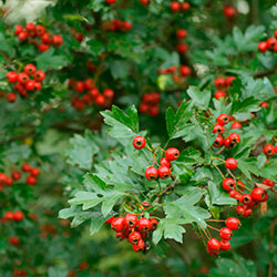 Hawthorn szaporítás dugványozással és magvak a csontról (lépésről lépésre fotókkal)