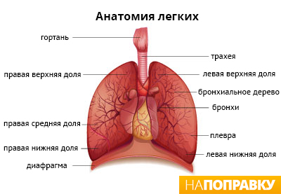 Бронхіт хронічний і гострий симптоми і лікування - напоправку