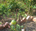 Чи будуть рости і плодоносити огірки і помідори в півтіні
