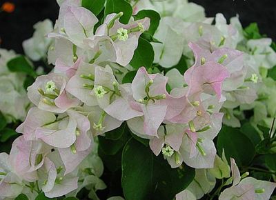 Bougainvillea (bougainvillea)