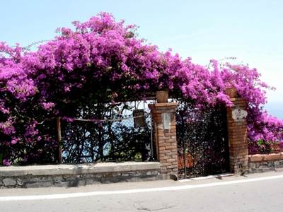 Бугенвіллія (bougainvillea)