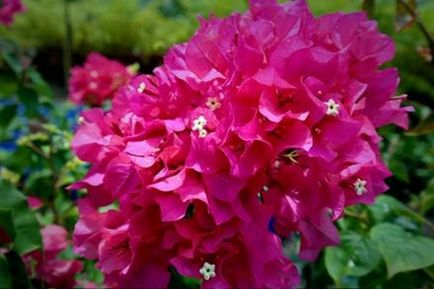 Sfaturi pentru cultivare și îngrijire de tip bougainvillea