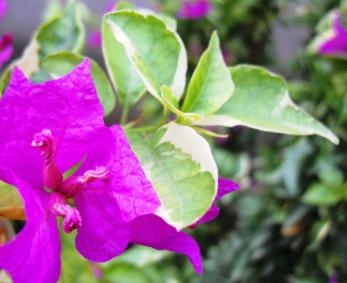 Sfaturi pentru cultivare și îngrijire de tip bougainvillea