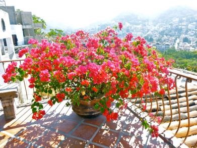 Sfaturi pentru cultivare și îngrijire de tip bougainvillea