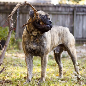 Bullmastiff îngrijire, boli și de formare, natura și prețurile