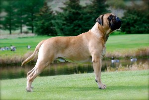 Bullmastiff îngrijire, boli și de formare, natura și prețurile