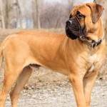 Bullmastiff îngrijire, boli și de formare, natura și prețurile