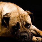 Bullmastiff îngrijire, boli și de formare, natura și prețurile