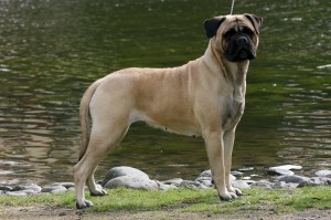 Bullmastiff îngrijire, boli și de formare, natura și prețurile