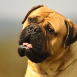 Bullmastiff îngrijire, boli și de formare, natura și prețurile