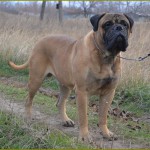 Bullmastiff îngrijire, boli și de formare, natura și prețurile