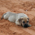 Bullmastiff îngrijire, boli și de formare, natura și prețurile