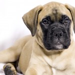 Bullmastiff îngrijire, boli și de formare, natura și prețurile