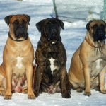 Bullmastiff îngrijire, boli și de formare, natura și prețurile