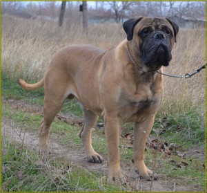 Bullmastiff îngrijire, boli și de formare, natura și prețurile