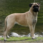 Bullmastiff îngrijire, boli și de formare, natura și prețurile