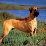 Bullmastiff îngrijire, boli și de formare, natura și prețurile