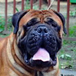 Bullmastiff îngrijire, boli și de formare, natura și prețurile