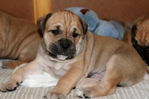 Bullmastiff îngrijire, boli și de formare, natura și prețurile