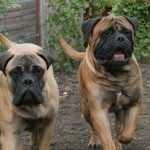 Bullmastiff îngrijire, boli și de formare, natura și prețurile