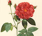 Gyógyító illatok, a világ a növények és fák, a magazin „House and Garden” (terápiás kert) Gyógyító illatok, a világ a növények és fák, a magazin „House and Garden”