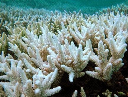 Proprietatile de vindecare ale coralului alb, unul din revista doamnelor pentru femei