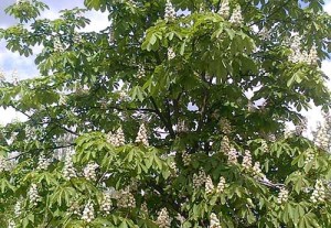 Proprietăți de vindecare ale florilor de castane